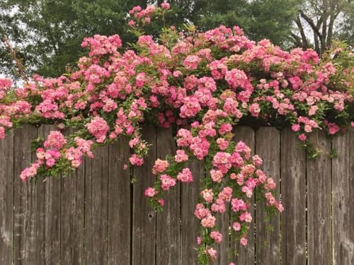 3 Gallon Pot Climbing Rose Live Plant F337460