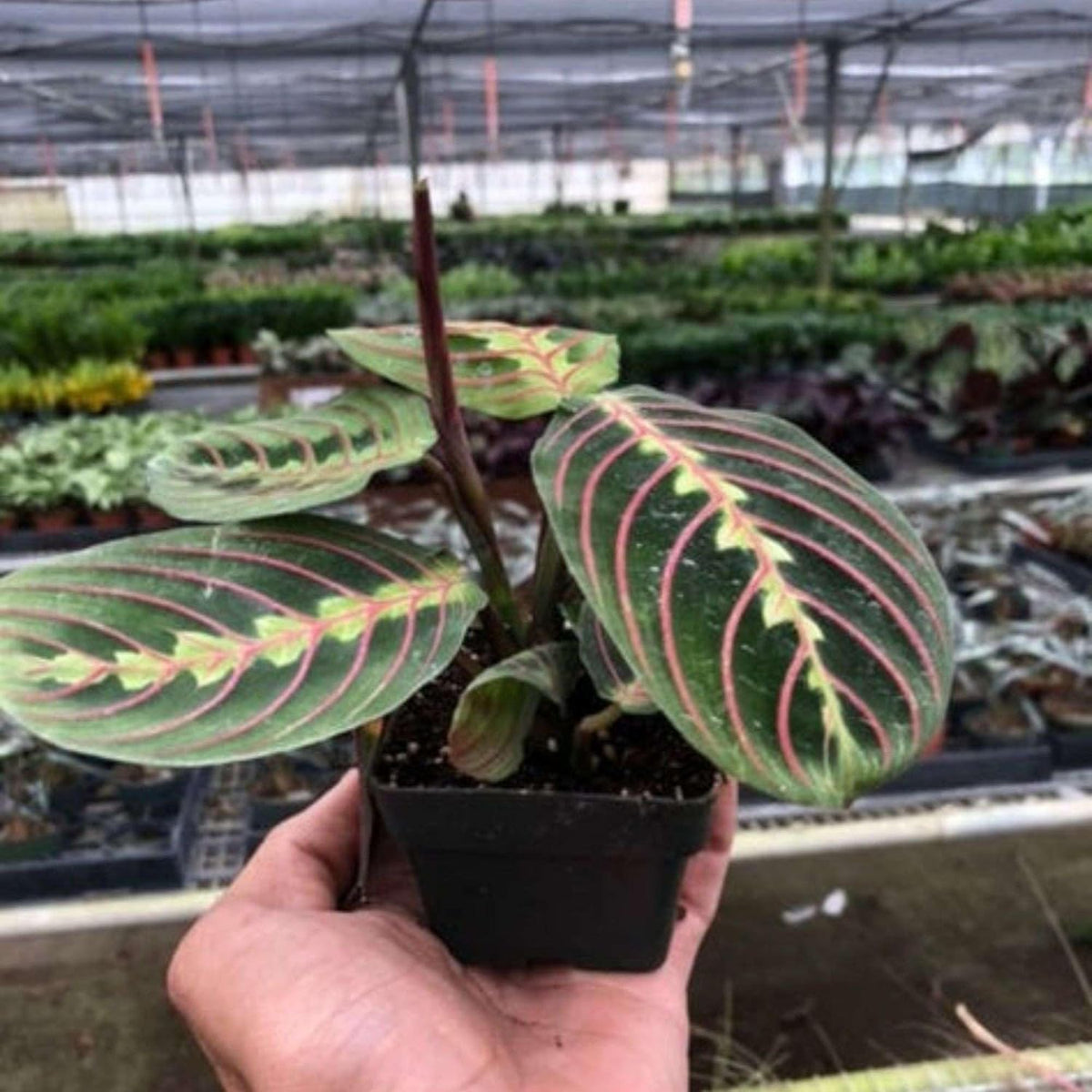 Red Prayer Plant in 3'' Pot O143