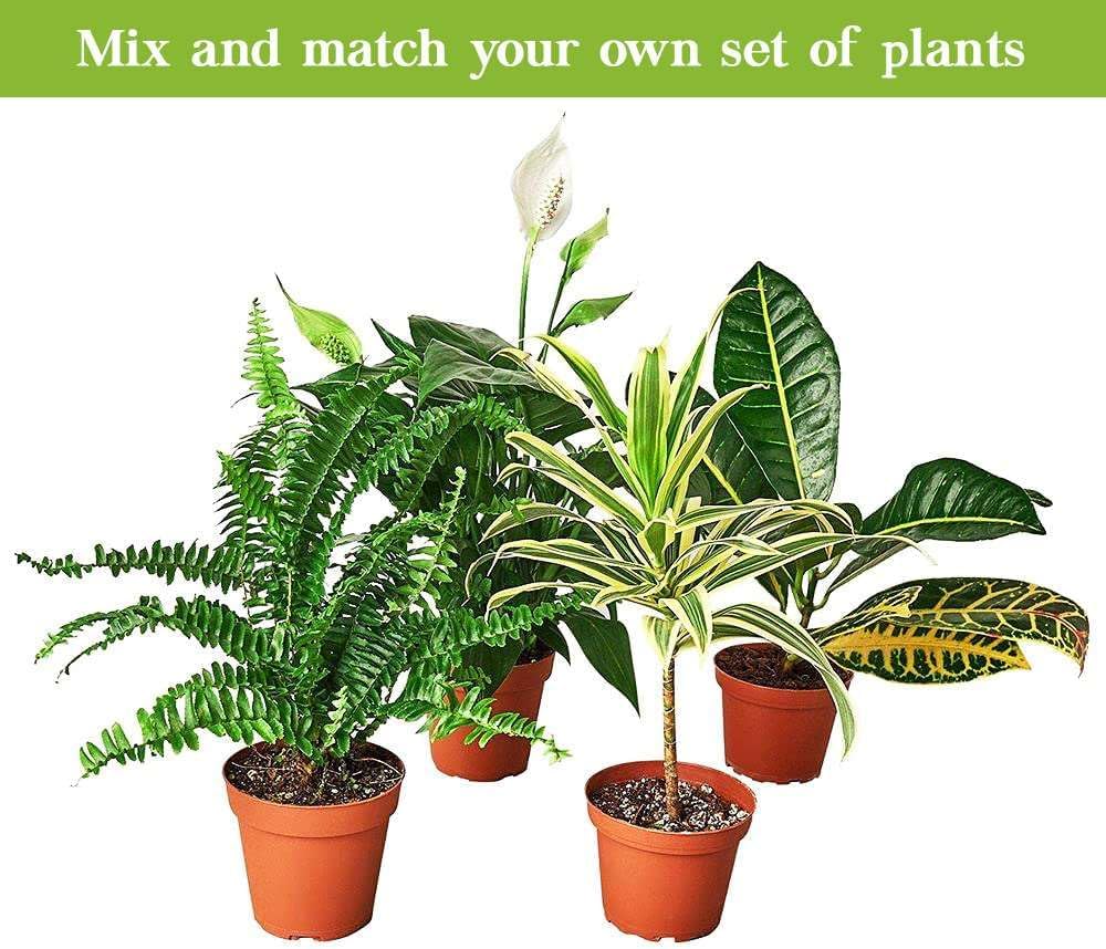 Red Prayer Plant in 3'' Pot O143