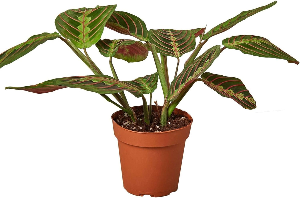Red Prayer Plant in 3'' Pot O143
