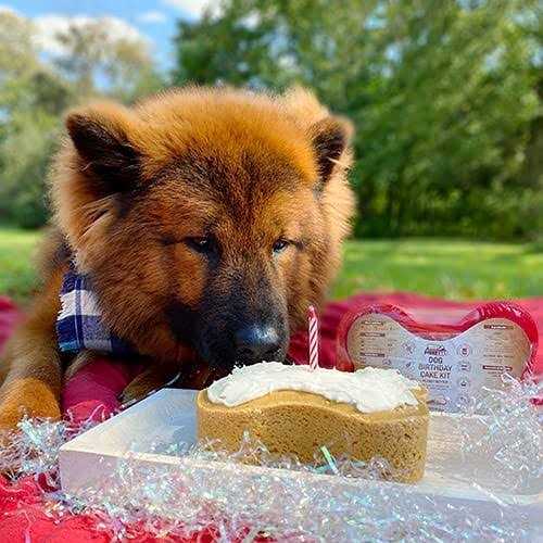 Dog Birthday Cake Kit J25568