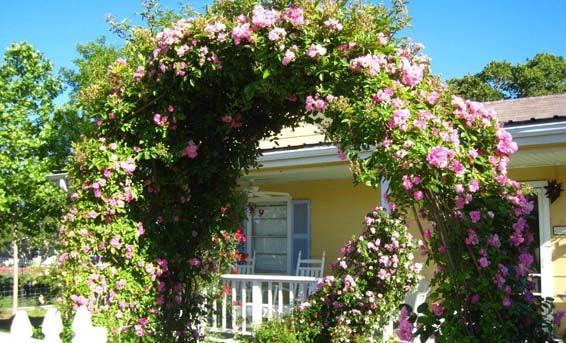 3 Gallon Pot Climbing Rose Live Plant F337460