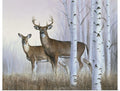 Deer In Birch Woods Art Print 20x16 I8120