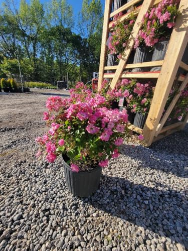 3 Gallon Pot Climbing Rose Live Plant F337460