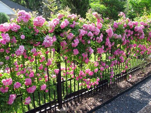 3 Gallon Pot Climbing Rose Live Plant F337460