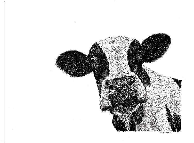 Cow Canvas Art 32x24 D7690