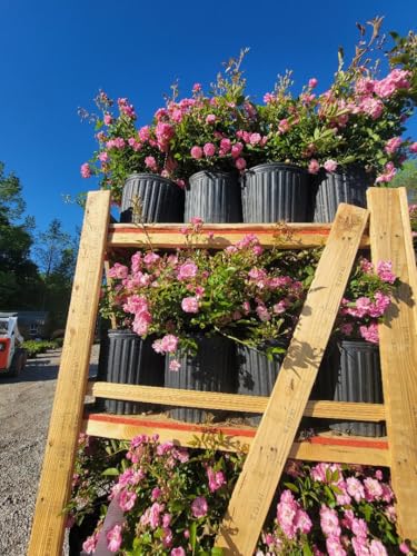 3 Gallon Pot Climbing Rose Live Plant F337460